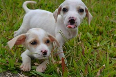 Mutirão de castração de cães e gatos neste sábado a preço de custo
