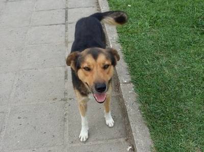 Animal para doação - Cão Porte Grande