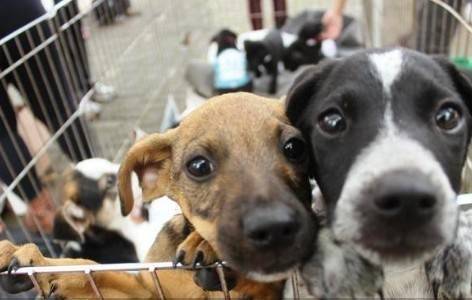 Animais serão abençoados em festa de São Francisco de Assis