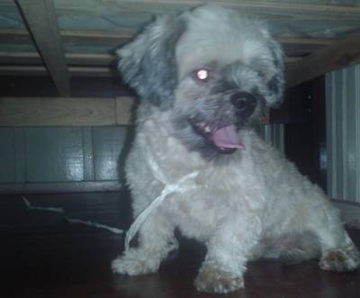 Animal encontrado no bairro Universitário