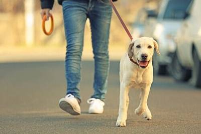 O passeio é do cachorro, e não do dono!