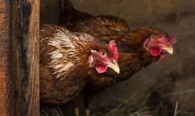 Com 5 mil empregos diretos na produção de frango, Sul de SC se preocupa com suspensão de importação para o Japão