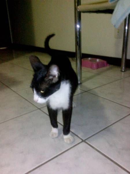 Procura-se Gata Branca E Preta