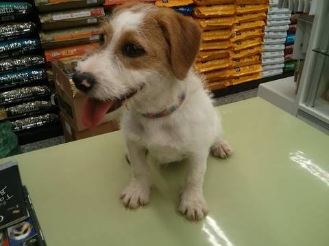 Animal encontrado no bairro Centro
