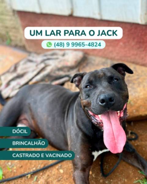 Animal para doação - Jack