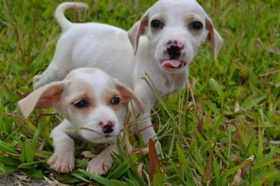 Prefeitura fará levantamento da população de cães e gatos