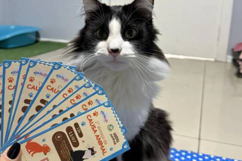 Primeiro Almoço da Causa Animal acontece neste sábado: últimos ingressos ainda estão disponíveis
