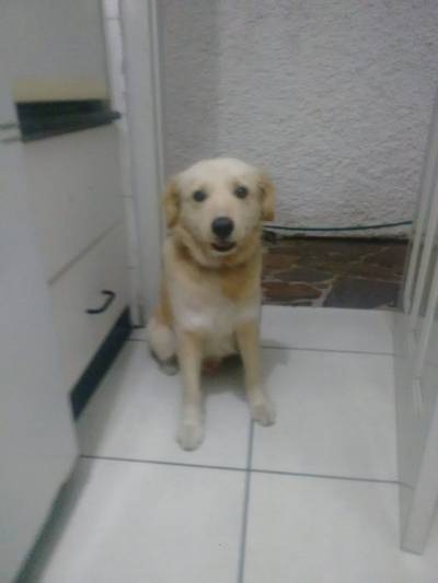Procura-se o dono