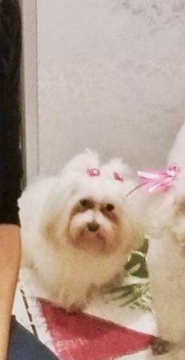 Procura-se Polly