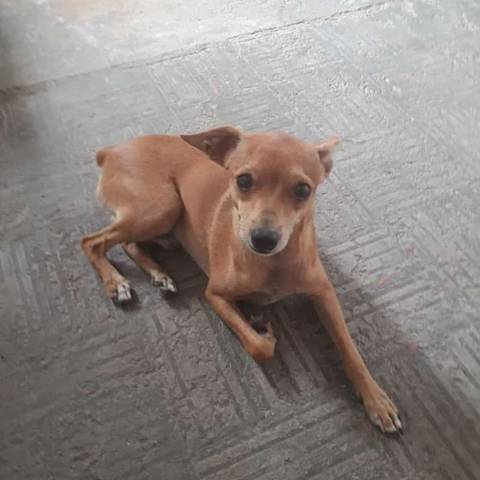 Procura-se Luck
