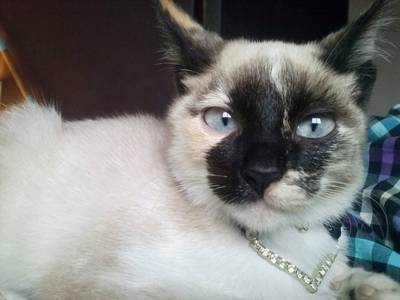 Procura-se Jessie