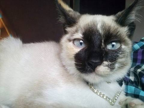 Procura-se Jessie