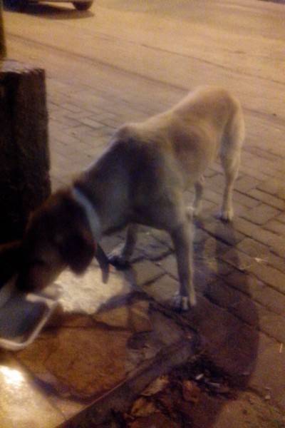 Labrador Perdido