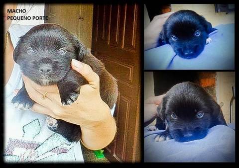 Animal para doação - Cãozinho Para Adoção