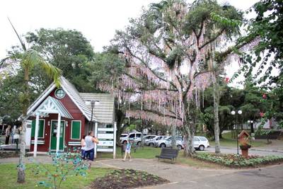 Maior Osterbaum do Sul de Santa Catarina é decorada