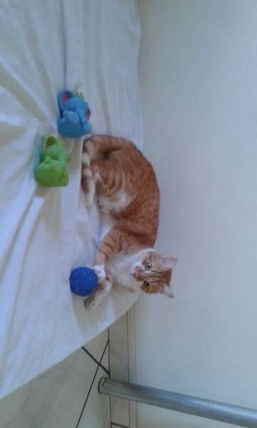 Animal para doação - Dimmy (gato)