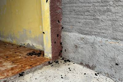 Vídeo: infestação de lagartas preocupa moradores em Criciúma