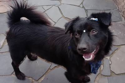 Cachorro está para adoção e espera um novo lar
