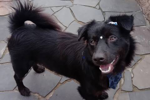 Cachorro está para adoção e espera um novo lar