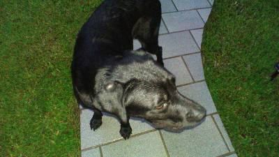 Animal encontrado no bairro Sánta Barbara