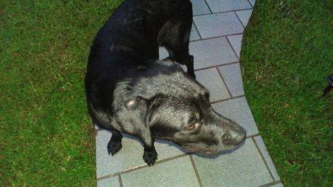 Animal encontrado no bairro Sánta Barbara