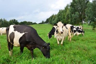 Produtores rurais de Forquilhinha podem retirar autorizações de pastagem de inverno