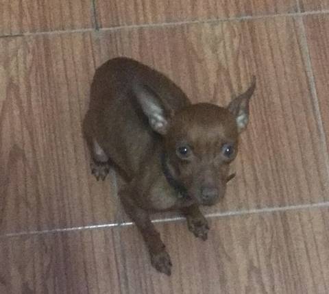 Cachorro perdido no bairro Brasília em Criciúma 