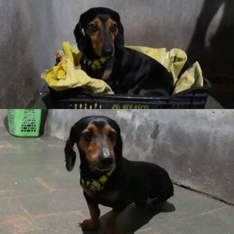 Animal encontrado no bairro Rio Maina