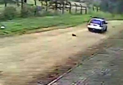 VÍDEO: Crueldade com cãozinho no bairro Santa Augusta