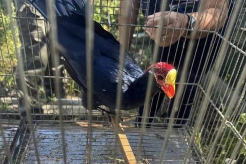 Operações de fiscalização ambiental apreendem mais de 230 animais silvestres em SC