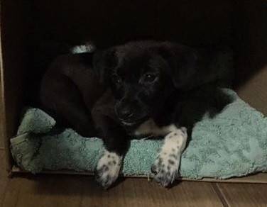 Animal para doação - Cachorrinha Encontrada