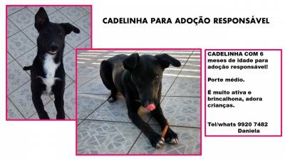 Animal para doação - Linda Cadelinha Para Adoção