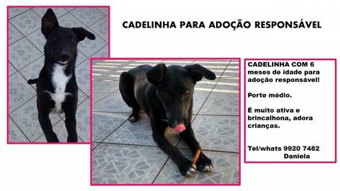 Animal para doação - Linda Cadelinha Para Adoção