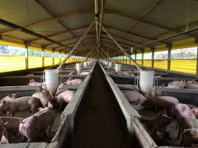 Em 10 meses, exportações catarinenses de carne suína superam o faturamento de 2018 