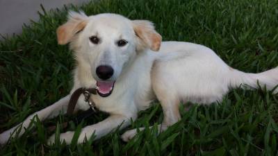 Animal encontrado no bairro Próspera