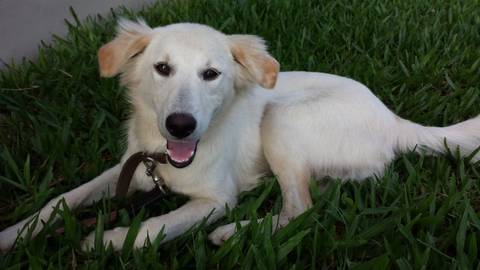 Animal encontrado no bairro Próspera