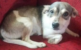 Animal para doação - Sofia