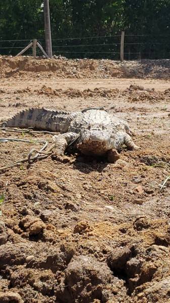 Jacaré é encontrado amarrado e com lesão na boca