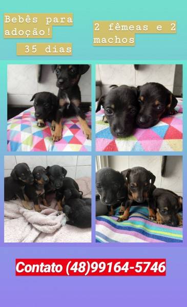 Cães para adoção: duas fêmeas e dois machos 