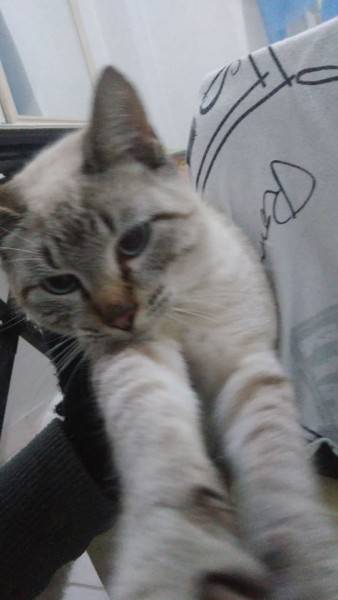Animal para doação - Gatinho