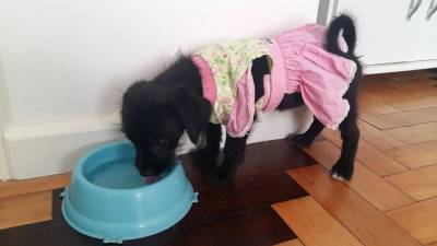 Animal para doação -