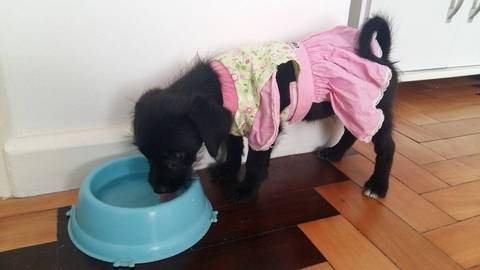 Animal para doação -