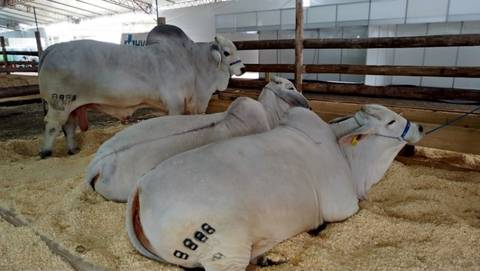 Brahman: a raça bovina que conquista criadores pelas vantagens