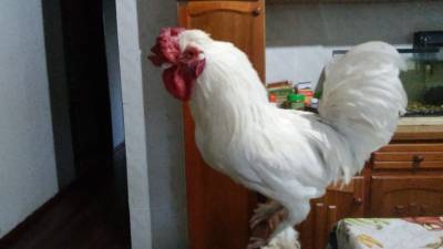 Animal para doação - Zezinho