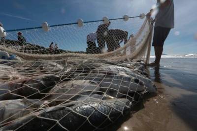 Ação contra cotas de pesca pode não dar em nada