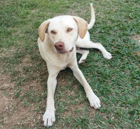 Animal para doação - Labrador