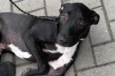 ONG Amigo Bicho promove Feira de Adoção de cães e gatos neste sábado em Içara