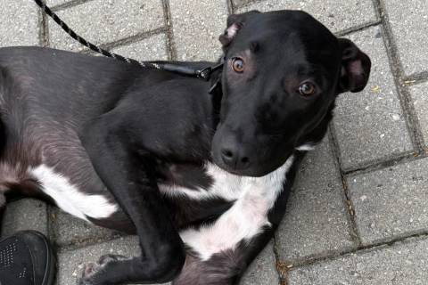 ONG Amigo Bicho promove Feira de Adoção de cães e gatos neste sábado em Içara