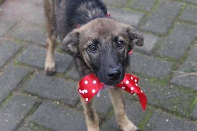 Bistek realiza feira de adoção de animais neste sábado