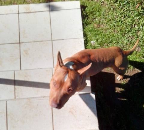Animal encontrado no bairro Naspolini 